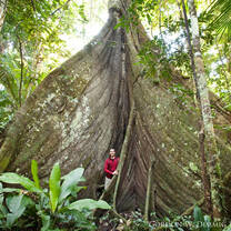 Forest ranger at the roots of a forest giant