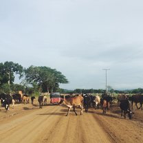 The road to the clinic. Cows everyday! 