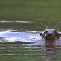 Giant River Otter in the Las Piedras River