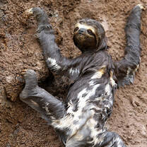 Three-toed sloth climbing an exposed cliff face