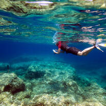 Underwater visual census