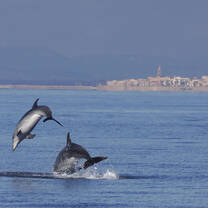 Bottlenose dolphins Alghero