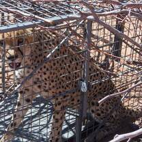 Leopard release