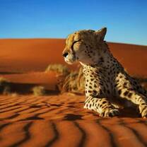 Large carnivore conservation Namibia