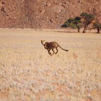 Cheetah conservation