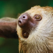 https://alturaswildlifesanctuary.org/