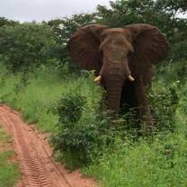 Elephant