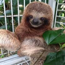 https://alturaswildlifesanctuary.org/