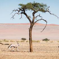 Cheetah conservation