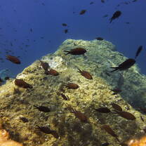 damselfish