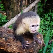https://alturaswildlifesanctuary.org/