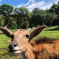 Taman Safari