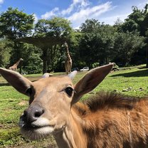 Taman Safari