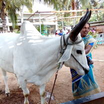 Pongal 2018