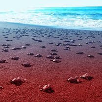 Sea turtles Monterrico beach
