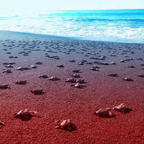 Monterrico is a major nesting/hatching beach for sea turtles