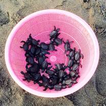 Baby sea turtles ready for release