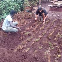 agriculture