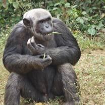 monkey in Cameroon