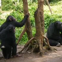 primates in Cameroon 