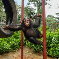 primate in Cameroon 