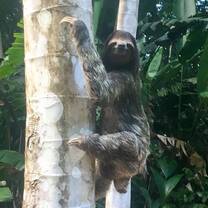Sloth in Panama