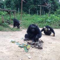 primates in Cameroon 