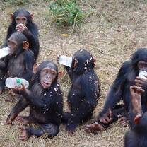 monkeys in Cameroon