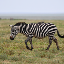 Zebra