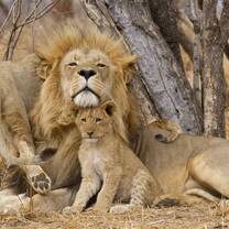 Lion Conservation in South Africa