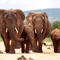 Elephant Conservation in South Africa
