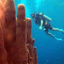 A student dives in to learn Scuba Diving in Roatan during group travel