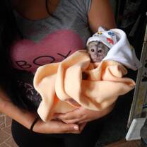 Baby white capuchin in Ecuador. 