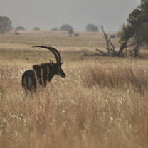 sable antelope