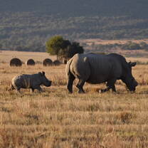 baby rhino and mother
