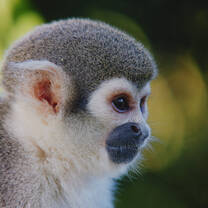 Conservation of the Squirrel Monkey in Ecuador