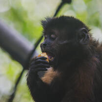 Conservation of the black capuchin with Paseo de los Monos.