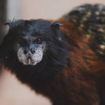 Tamarin Monkey of the Ecuadorian Amazon.