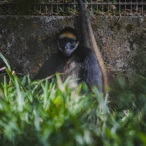 Wildlife conservation Spider Monkey
