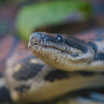 Rainbow Boa conservation with Paseo de los Monos.