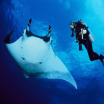 scuba diver in Mozambique