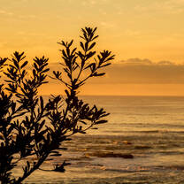 tree over the ocean with sunset 
