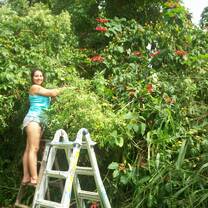 volunteer, Hawaii, free, Earth Medicine, horticulture, work-trade, work-exchange, 