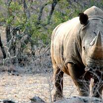 white rhino