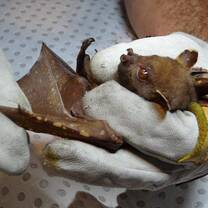 Tube nosed bat at Austrop Volunteer