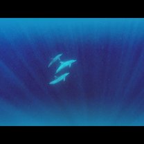 Swimming with dolphins 