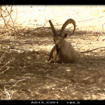Ibex, Hai Bar Yotvata