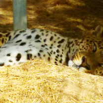 Leopard, Hai Bar Yotvata