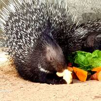 Porcupine, Hai Bar Yotvata