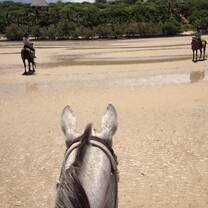 view of a beach from sitting on top of a horse
